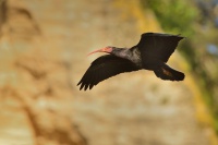 Ibis skalni - Geronticus eremita - Waldrapp - Bald Ibis 5926